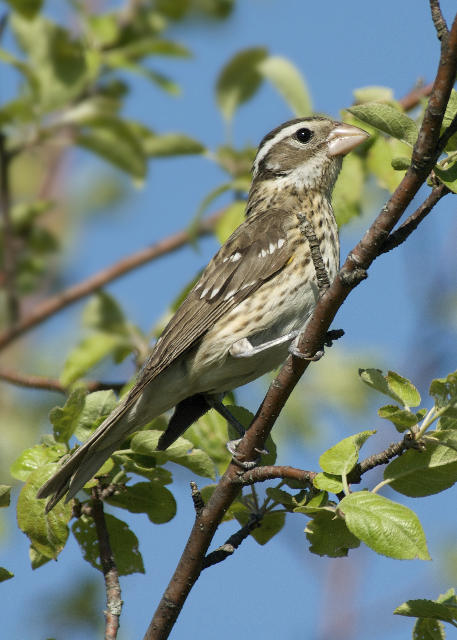 Grosbeak